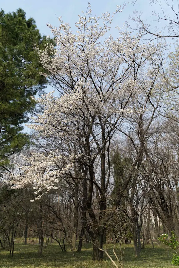 Pear blossom